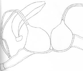 Thumbnail of Banana and Bra